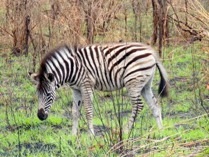 Baby zebra! They never stop being adorable