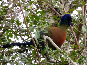 The Blue-Crested Red-Breasted Green Neck