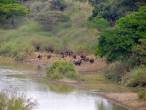 Buffalo river chill sesh