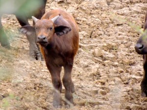 Baby buffalo!