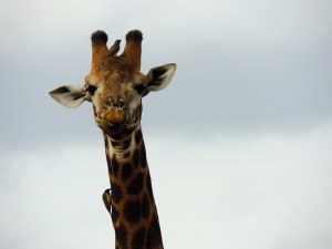 Giraffe and his bird bros