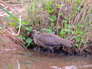 The Red-Beaked Ibis