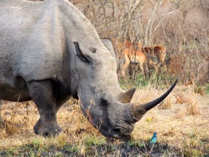 Impressive beast of a rhino