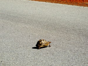 Immediately followed by a turtle