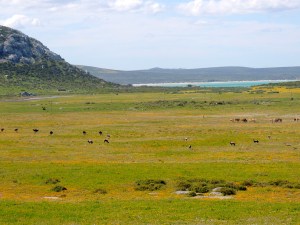 Looking over the veld to the lagoon
