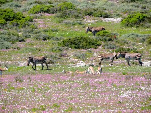 Zebras and antelope in the flowers
