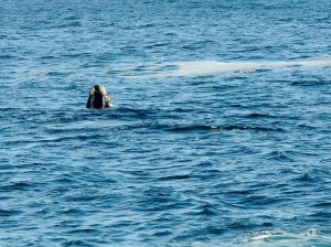 Poking out to say hello