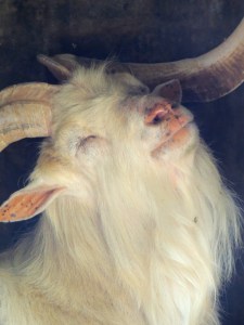 Gandalf (not a baby) the happiest goat