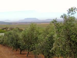View of Table Mountain from Olyvenbosch