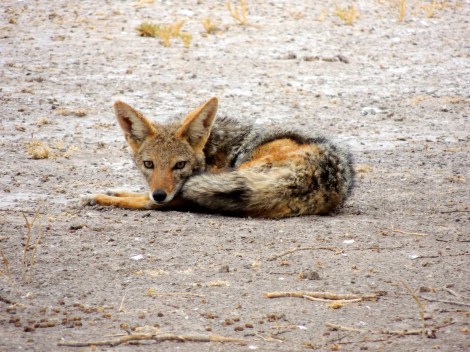 Curled up like a Varta dog