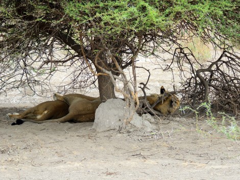 Simba and Nala spooning!
