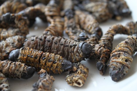 Mopani Worms. The photo of me eating them is on Julia's phone!