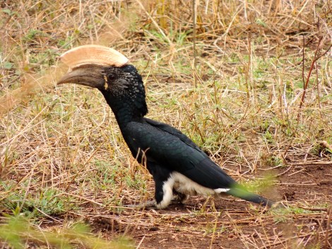 Silver Cheeked Hornbill