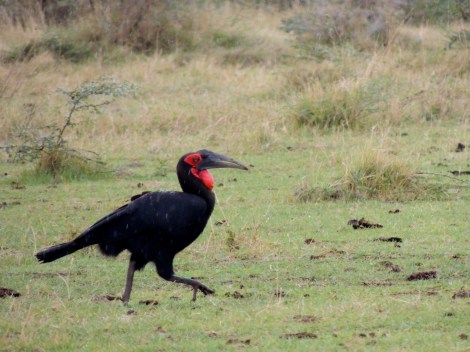 Ground Hornbill