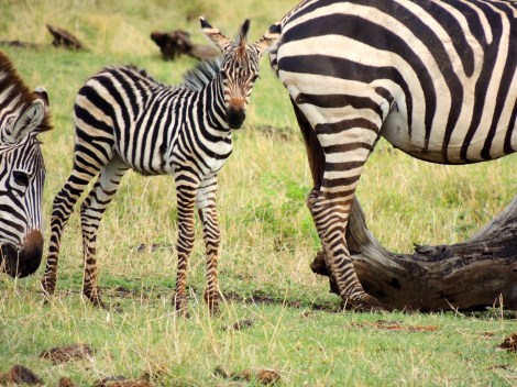 But baby zebras always make the blog, regardless of the size of their herd