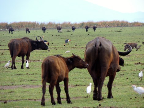 African buffalos