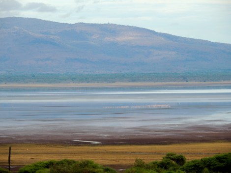 Flamingos on the lake