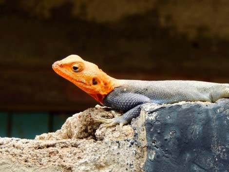 Also found at the museum – adorable lizards