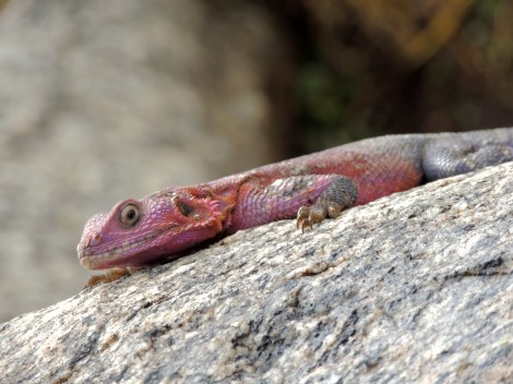 Look at his silly lizard ear holes