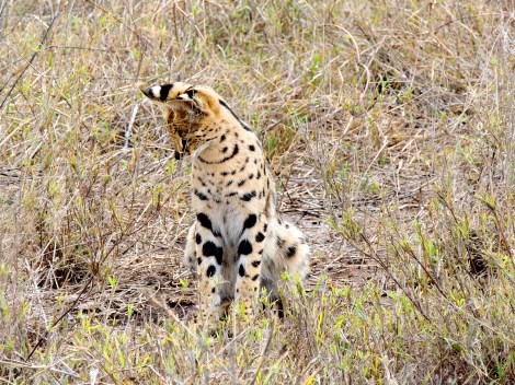 Serval cat!