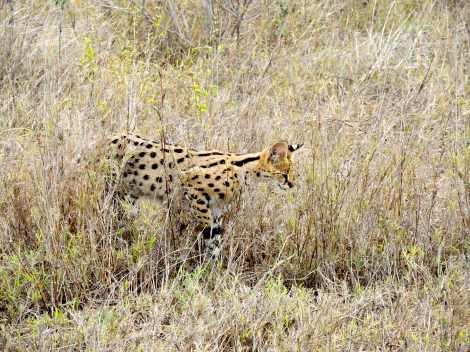 What a little cutie!