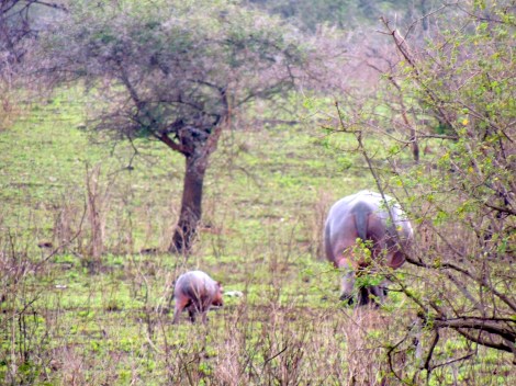 Baby and mama hippos