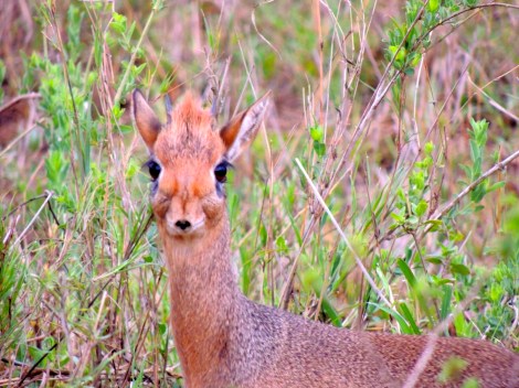 Dik-dik, the smallest antelope
