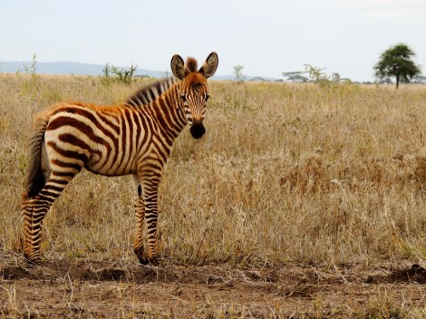 I promised you baby zebras