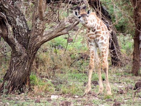 Curious baby giraffe
