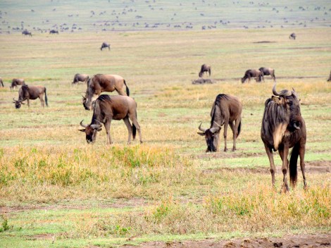 Wildebeest/gnus