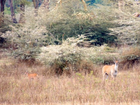 Eland - the largest antelope - a particularly shy animal, so I was excited to see one