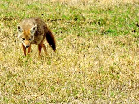 Golden Jackal