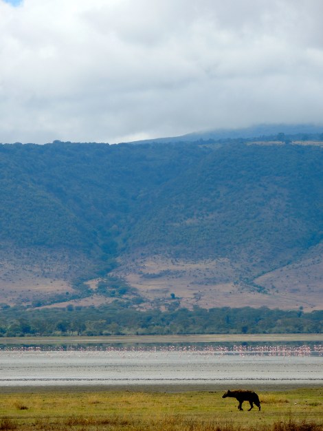 Flamingos in the lake