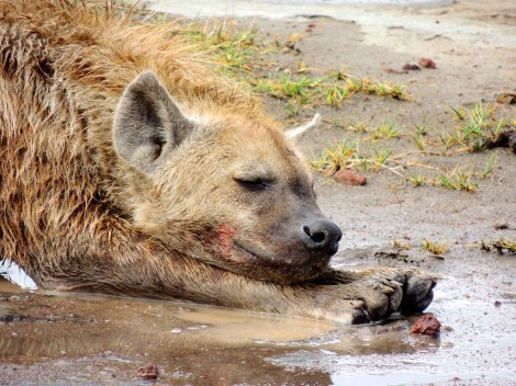 The Joker - this hyena auditioned for a role in Batman but lost out to Heath Ledger. I still think he's great