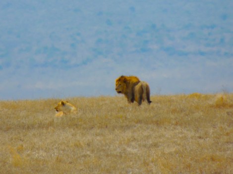 Simba and Nala, looking as majestic as ever