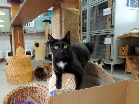 Great shot of the cat that refused to pose with Austin.