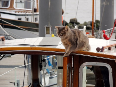 ANOTHER CAT BOAT! THIS TIME, WITH MORE FREEDOM FOR THE CAT!