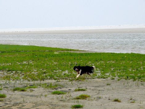 The happiest dog in the world. He didn't know what to do with himself.