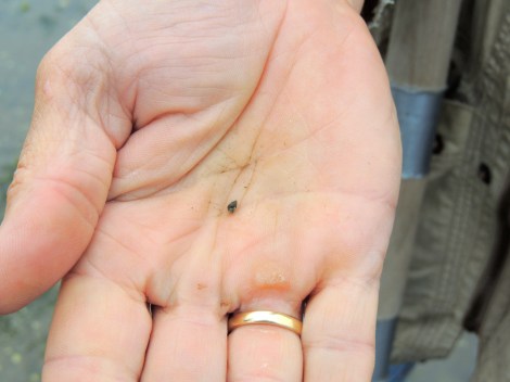 Tiny snail! That is as large as they grow.