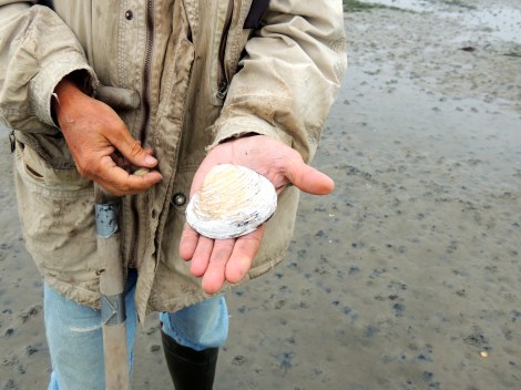 The world's oldest animal - the Atlantic Quahog