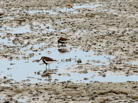 He didn't recall the English name for these birds, but they came from Siberia en route to Western Africa