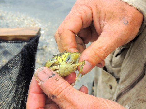Cécile's big catch - a male crab. I learned a lot about crabs today, if you want some more info.