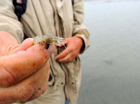 Shrimp! The males change into females to continue being useful for the species. Those were his exact words.