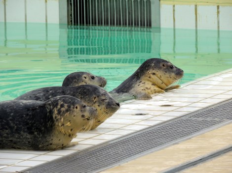 Chilling poolside with the bros