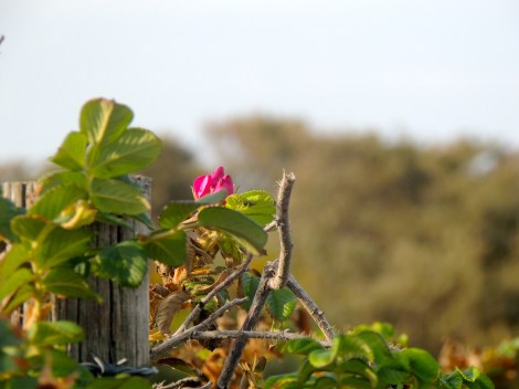 Making an Albertan feel at home - wild roses in the dunes
