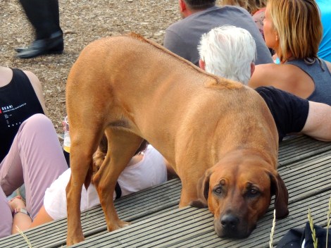 He's pretty much over this festival.