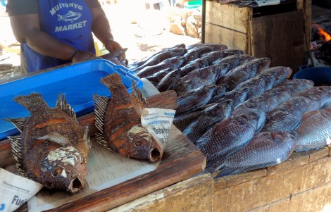 Fresh tilapia!