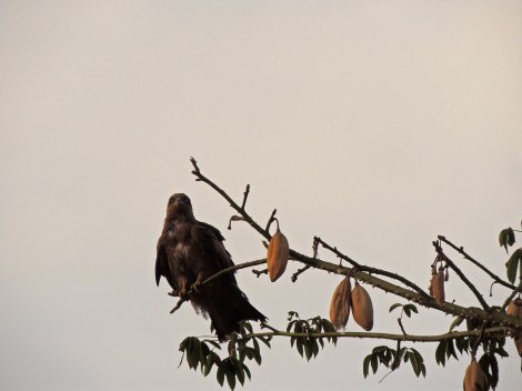 They were divebombing the trees to knowkc those seed pods off - I've been trying to google to determine why and have come up empty, so if I have any buzzard experts out there who can tell me, it would be much appreciated.